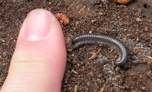Réf. 294 941 : Ommatoiulus sabulosus